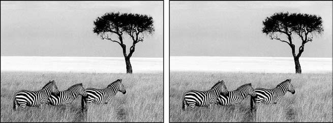 Steganography (a) Three zebras and a tree.
