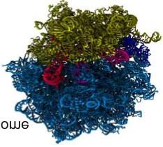 HIV capsid Ribosome 10 6 ATP Synthase STMV 10 5