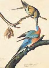1863-17-425 Barn Swallow