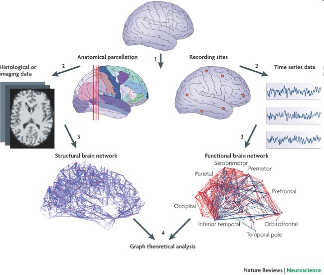 1 Hz) detectable in fmri, researchers have identified networks of brain regions One composed of areas more active in the resting state Others composed of regions more active in types of tasks