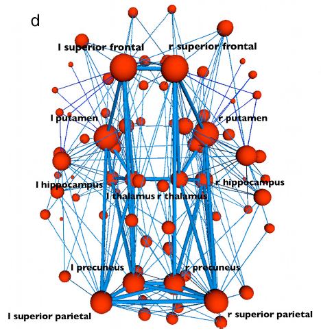 are also highly interconnected with each other superior parietal area, precuneus, superior frontal cortex, putamen, hippocampus, and thalamus in both hemispheres In computational models, van den