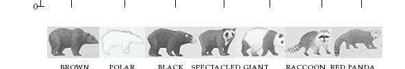 Evolutionary Tree of Bears and Raccoons