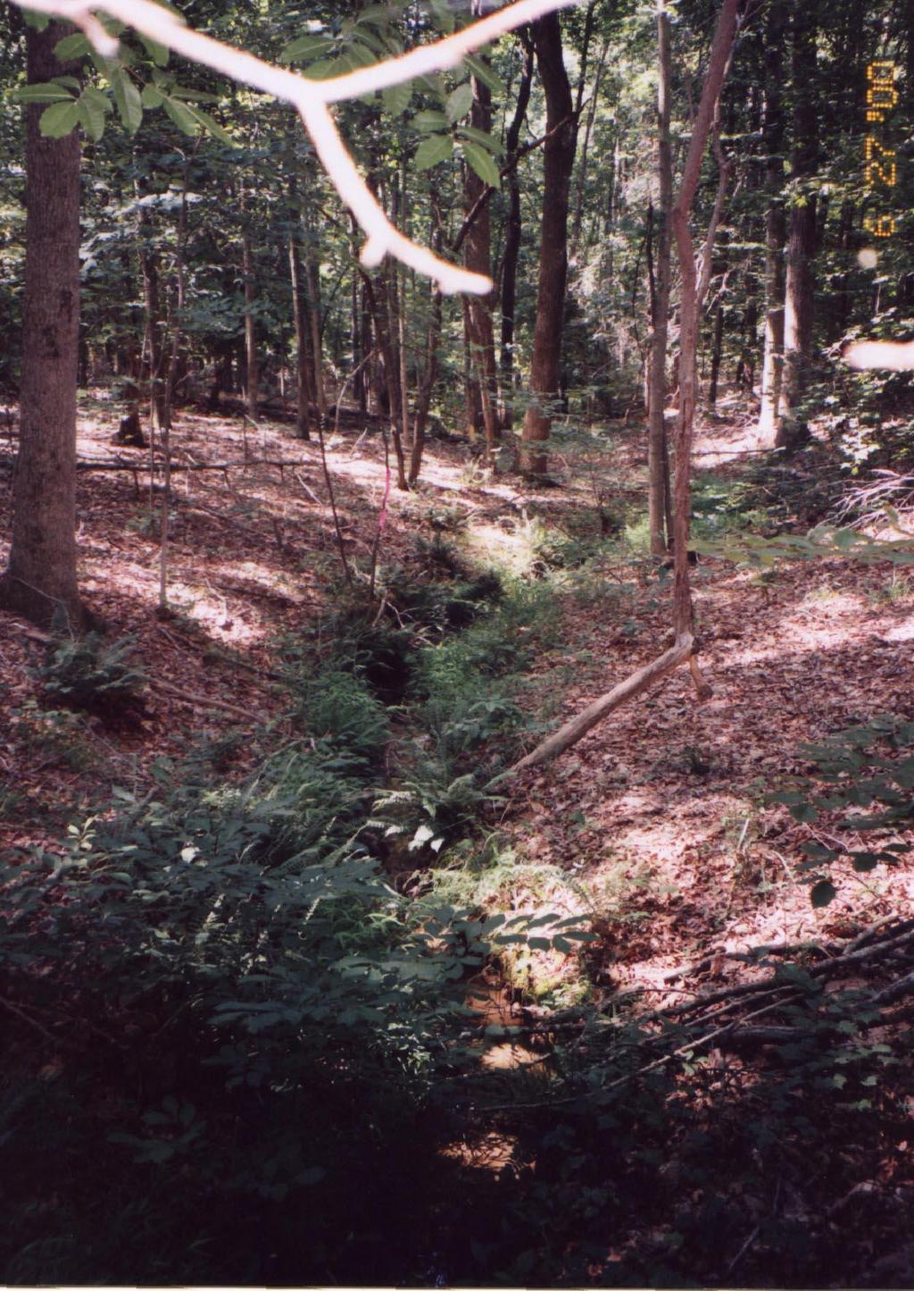 Site 7, narrow wetland drainage under mature tree canopy.