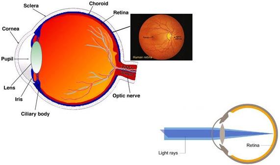 Human Eye Diagram (p500) Refraction Structures Cornea (3/4) - fixed