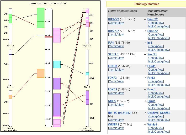Synteny View Mining Ensembl A simple solution for