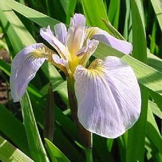 Flower Classification Iris Data