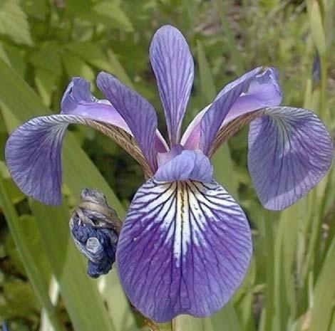different kinds of iris flower: