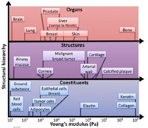 CHAPTER 2 BACKGROUND ceramics [12]. Figure 2.1 shows the Young s modulus of different tissues and its constituent materials. Figure 2.1 Values and ranges of Young s modulus for different tissues and constituents.