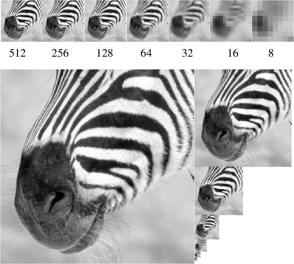 A bar in the big images is a hair on the zebra s nose; in