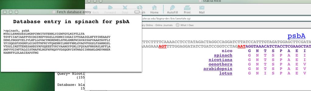 Figure 8: Clicking on the taxon name in the Blast Hit Window brings up a window with the database entry for the current gene for that taxon. strand) as well as within the sequence.