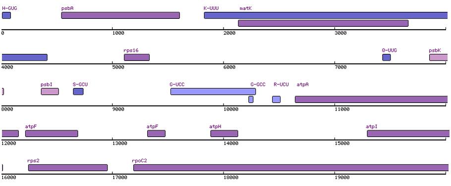Figure 2: The Number Line Panel for Nicotiana from 0 to 20,000. For RNAs in Nicotiana, the percent identity cutoff should be high to eliminate spurious hits.