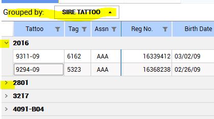 (Figure 1) Let s say you are in the All View and want to group this pen by sire, you would simply grab the Sire Tattoo Column and place in this area and the animals will group by Sire Tattoo and then