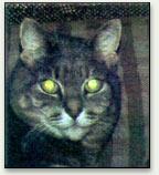 Thin film interference l Green cast of a cat s eyes in a flash