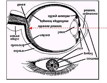 Anatomy and function of ocular components Lateral cross-section of human eye. http://members.aol.com/insighteye/anat1.