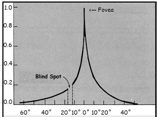 Rods provide night vision. Bi-polar cells perform initial image processing in the retina.