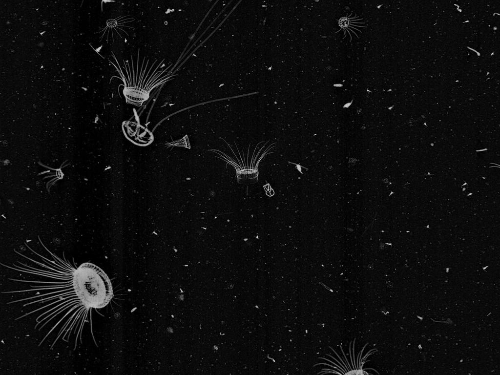 http://benanne.github.io/2015/03/17/plankton.html https://github.