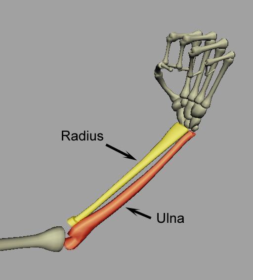 Figure 121 - radius and ulna bones in the forearm As you twist