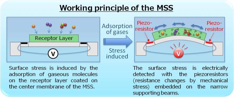 Future plans The MSS Forum will conduct validation experiments in various fields to identify further issues for commercialization and to deepen and accelerate R&D for solutions to these issues.