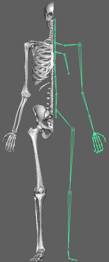 CG bones rigid, 3DOF Kinematics.