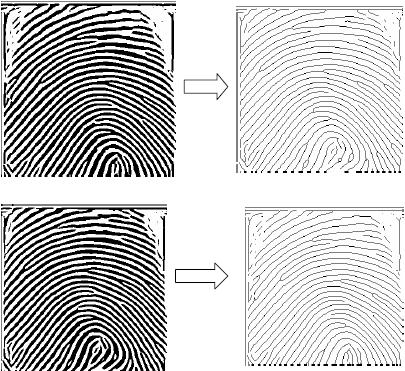 1) Minutiae Extraction Our implementation of fingerprint identification and verification is based the topological structural matching of minutiae points.