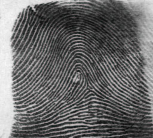 Fingerprint Classification Using Orientation Field Flow Curves Sarat C. Dass Michigan State University sdass@msu.edu Anil K. Jain Michigan State University ain@msu.