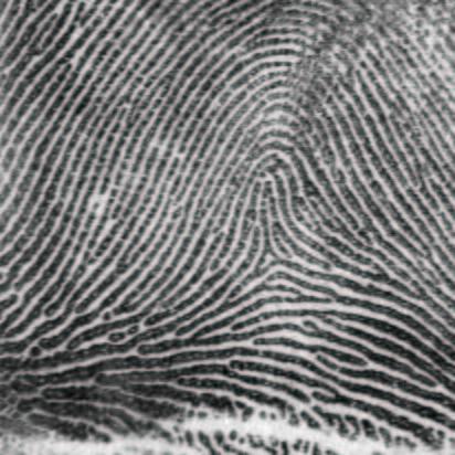 We have applied our procedure on the NIST4 database consisting of 4, fingerprint images without any training.