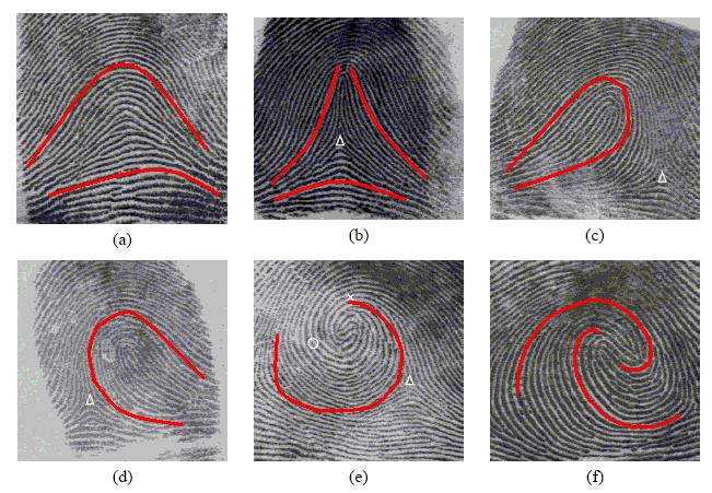 Fig: Various fingerprint classes (a) Arch, (b) Tented