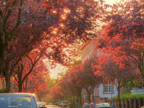 Motivation: image-level labels are plentiful Beautiful red leaves in a back street of Freiburg