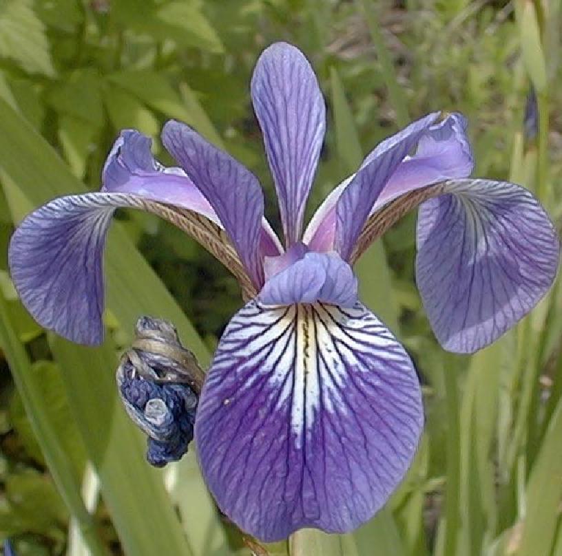 Recognizing flowers Types of Iris: