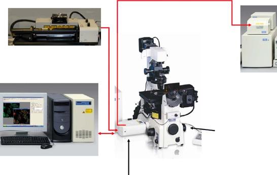 Components of a confocal Light source (usually laser based) Detector (PMT
