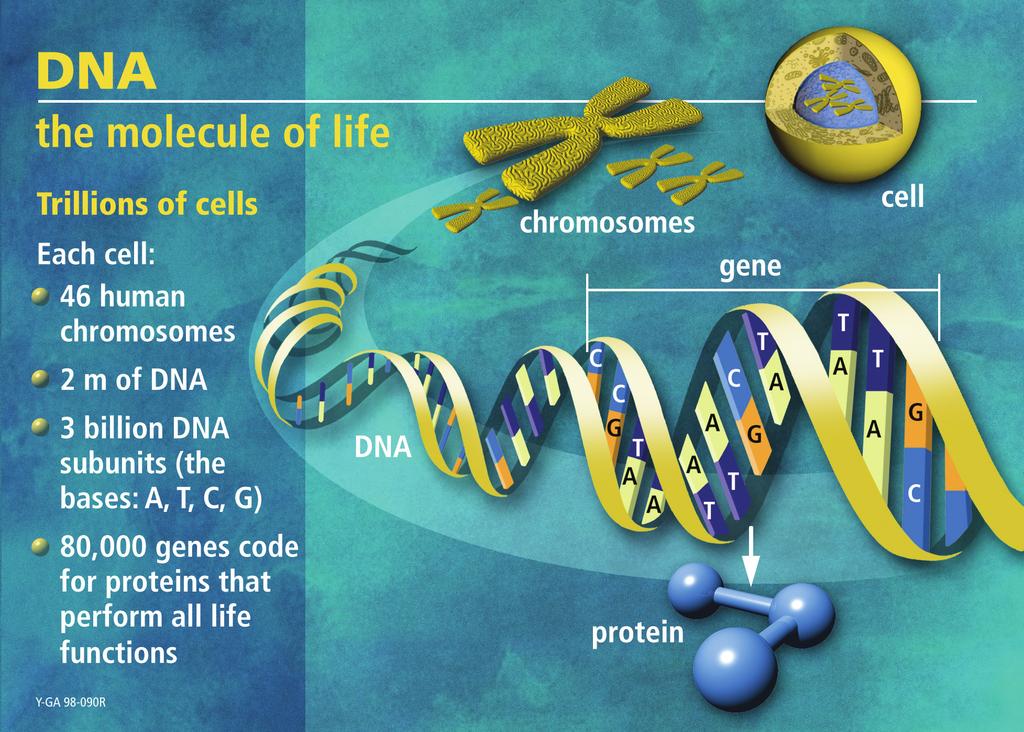 Human Genome Project (1990-2003) Sequence the human genome in order to track down the genes responsible for