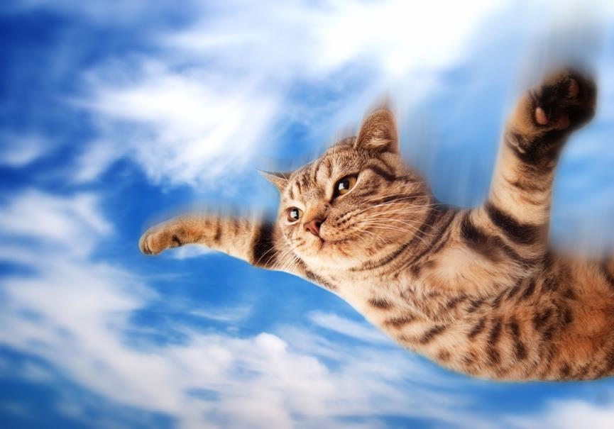 Its Time to Soar in the Clouds Cats meow Self protecting Self healing Cloud scale Business insights Consolidation New market