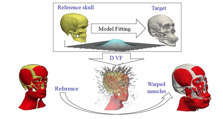 Example in CMF Model enhanced with: Facial muscles Muscle fibers (anisotropy of tissue properties)