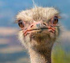 Ostrich Algorithm Ostrich Algorithm First things first: What is an ostrich?