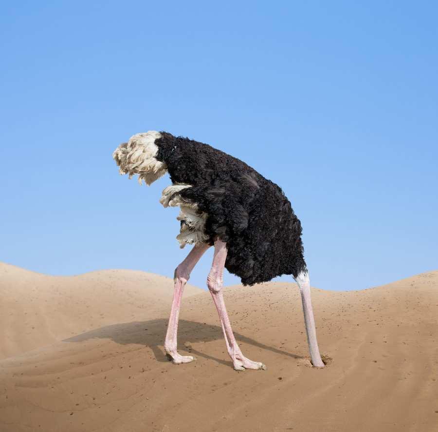 Ostrich Algorithm What are ostriches known for? Any ideas?