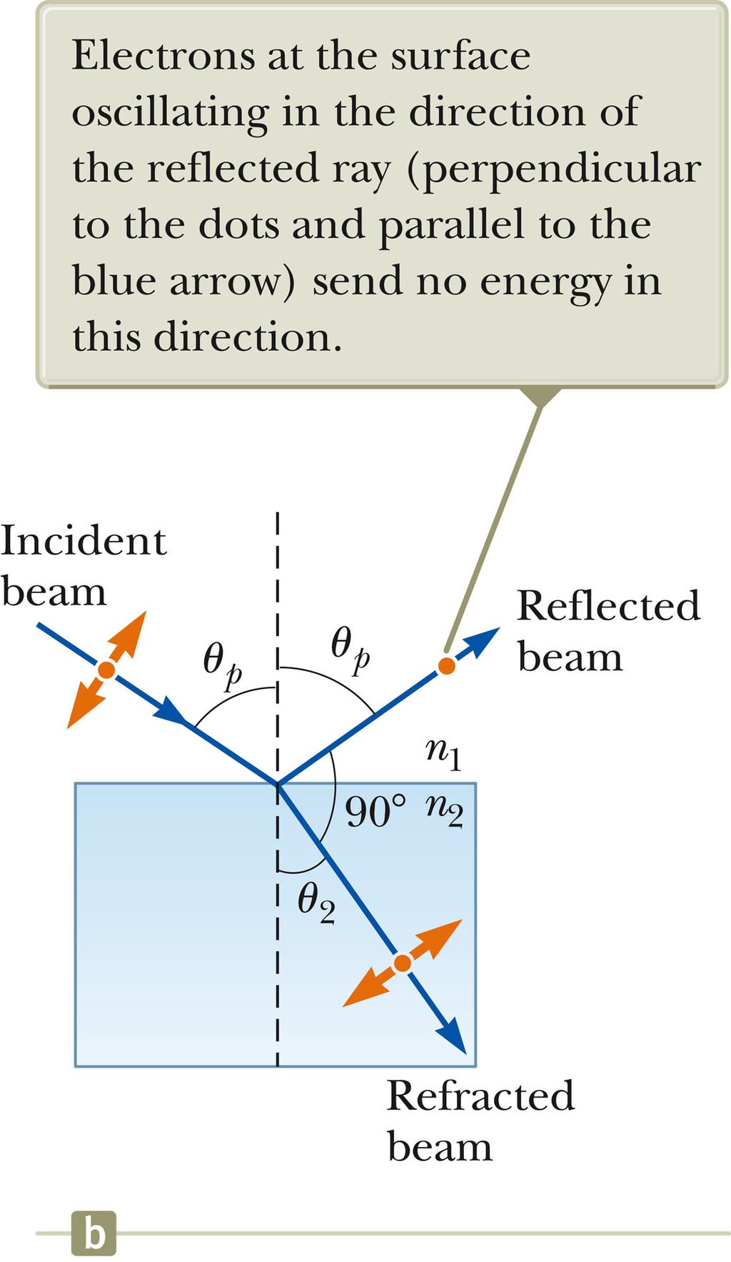 Brewster s law relates the polarizing angle to the index of refraction for the material. θ p may also be called Brewster s angle. Unpolarized light is incident on a reflecting surface.