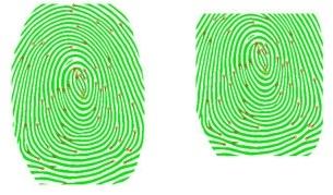 Partial Fingerprint Matching Figure 3 (a) Normal Fingerprint Image, (b) Rotated Fingerprint Image Figure 4(b) shows the example of partial fingerprint.