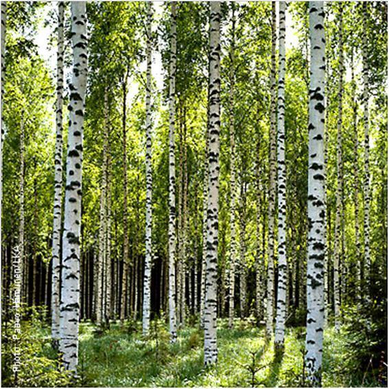 BIRCH A Tree-based Approach October 8,