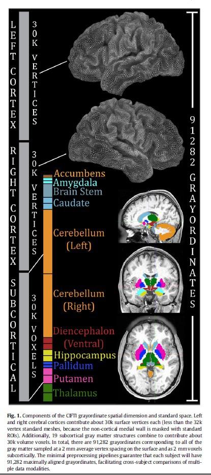 Pre-processing The cifti file format & grayordinates CIFTI format : Grayordinates : Combinations of cortical surface and subcortical volumetric parcels dense timeseries : spatial grayordinate x time