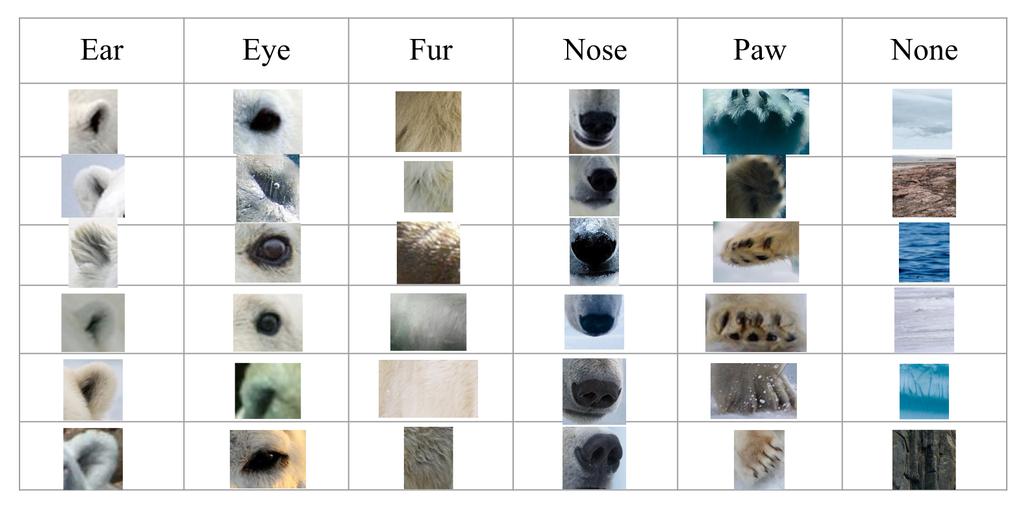 Figure 2: Sample training data used to train the Patch classifier for the polar bear class and paw - as well as its ability to find attributes of people - head, torso, hand, leg, and foot.