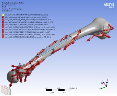Workflow: Model Generation in 40 Minutes Motion capture data Musculo-skeletal