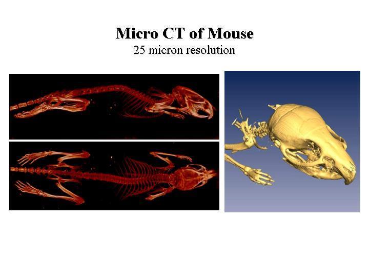 Micro CT of Mouse 25 micron resolution Micro CT Scanner Cone beam 2D CCD Very long acquisitions 5 min or more Mouse