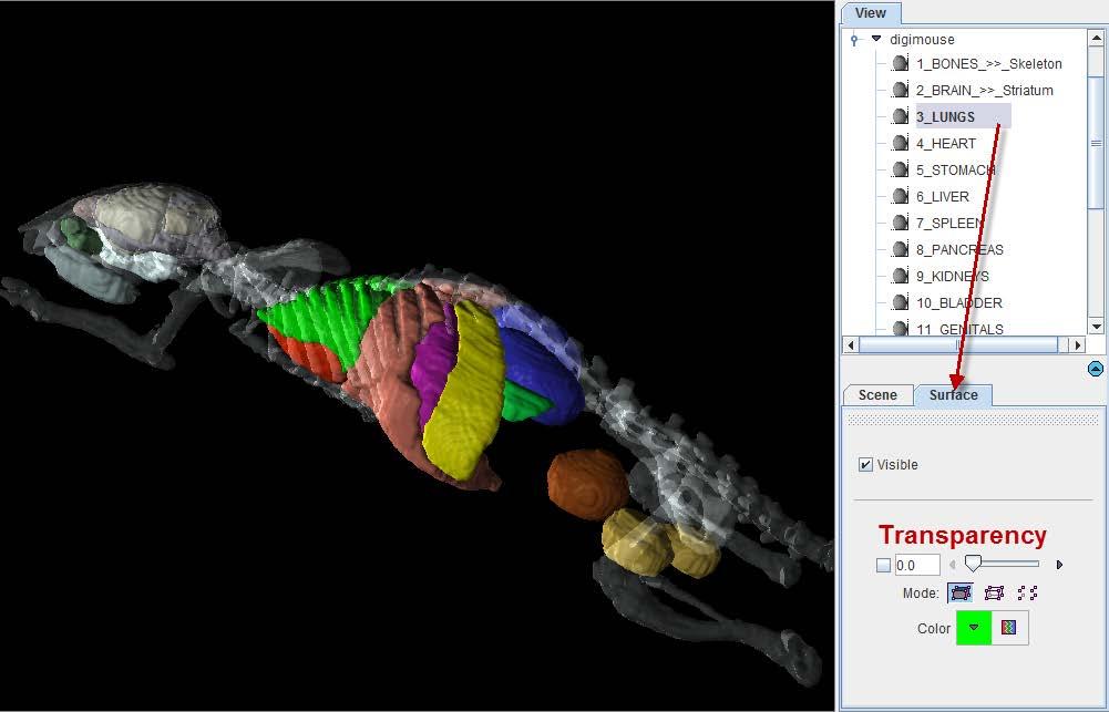 PSEG Workflow 34 Digimouse Visualization (Option) During the assignment of segments to organs it may be helpful to relate the information in the image display with an anatomical whole-body atlas.