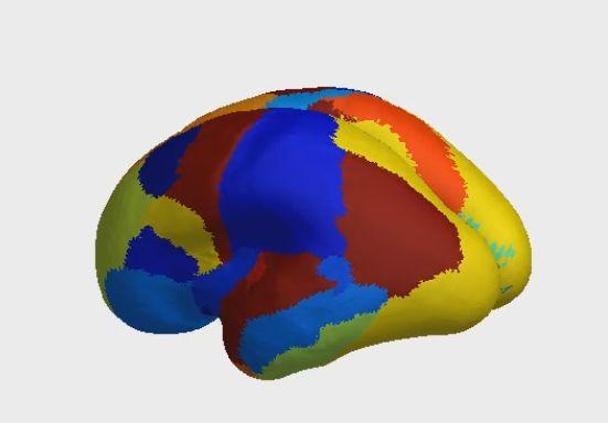 Fetal-MR Example: Fetal Brain Development Visualization: Video Link