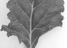 (Michael Yang) 15 Leaf Disease Classification