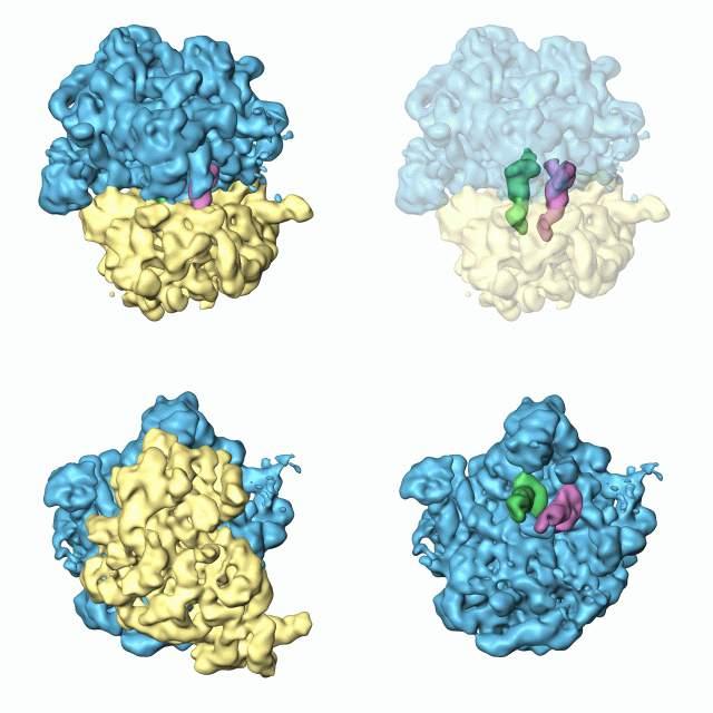 Multiple 3D reconstrucitons visualize dynamics of protein