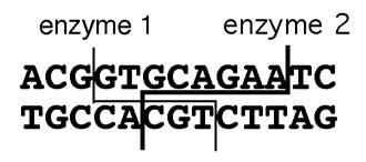 Menu Items objects in the Gene Construction Kit. To begin with, it must be kept in mind that when a segment of a construct is selected, it represents a double-strand of DNA.