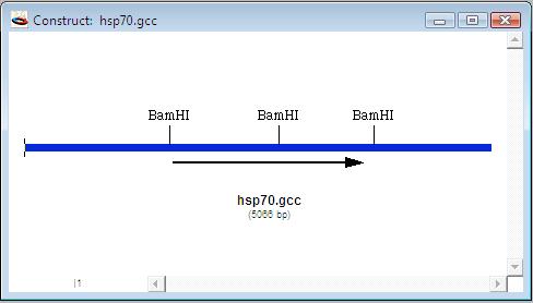 Tutorials Cloning a DNA Segment and Silent Mutations Figure 2.22: BamHI sites marked on hsp70 5. To make a silent mutation you first need to specify the reading frame to which you are referring.