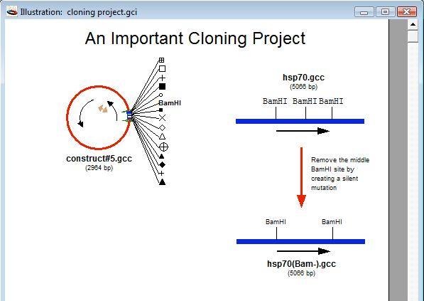 Tutorials Making Illustrations to hsp70(bam-). To do this, we need to type in some descriptive text between these two constructs.