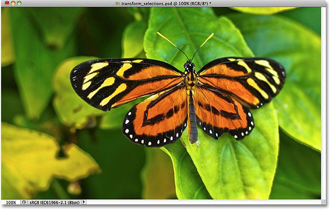 Transforming Selections In Photoshop Written by Steve Patterson. In previous tutorials, we learned how to draw simple shape-based selections with Photoshop s Rectangular and Elliptical Marquee Tools.